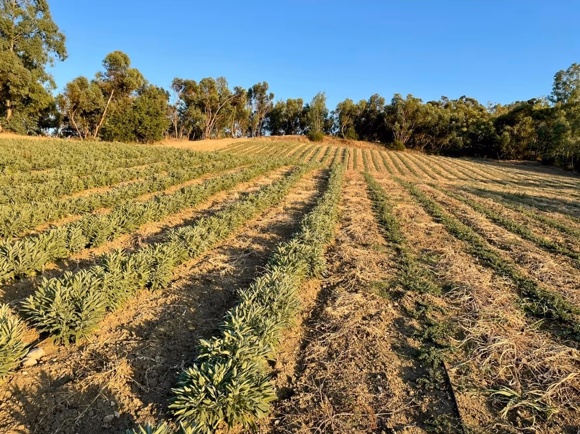Campo coltivato con file di piante verdi sotto un cielo azzurro e alberi sullo sfondo.