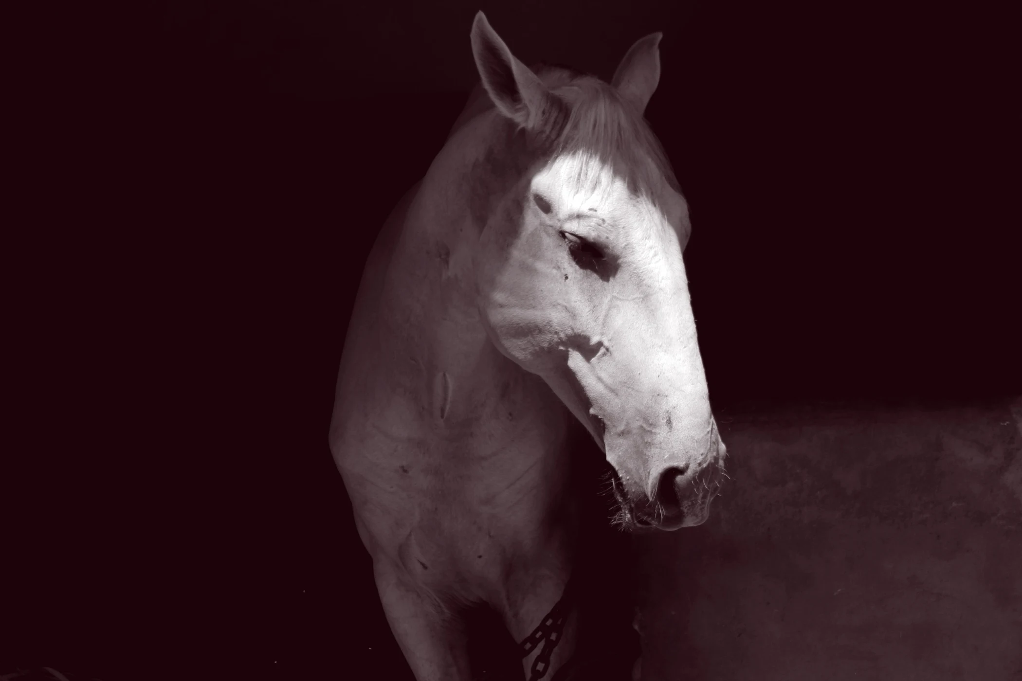 Close-up of a white horse with a dark background, showing its head and upper neck.
