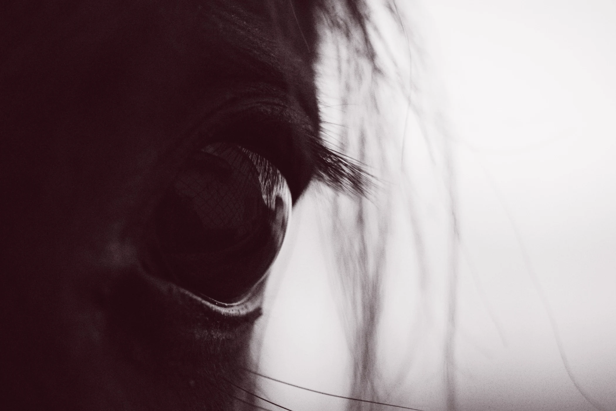 Close-up of a horse's dark eye with visible eyelashes and mane strands in soft lighting.