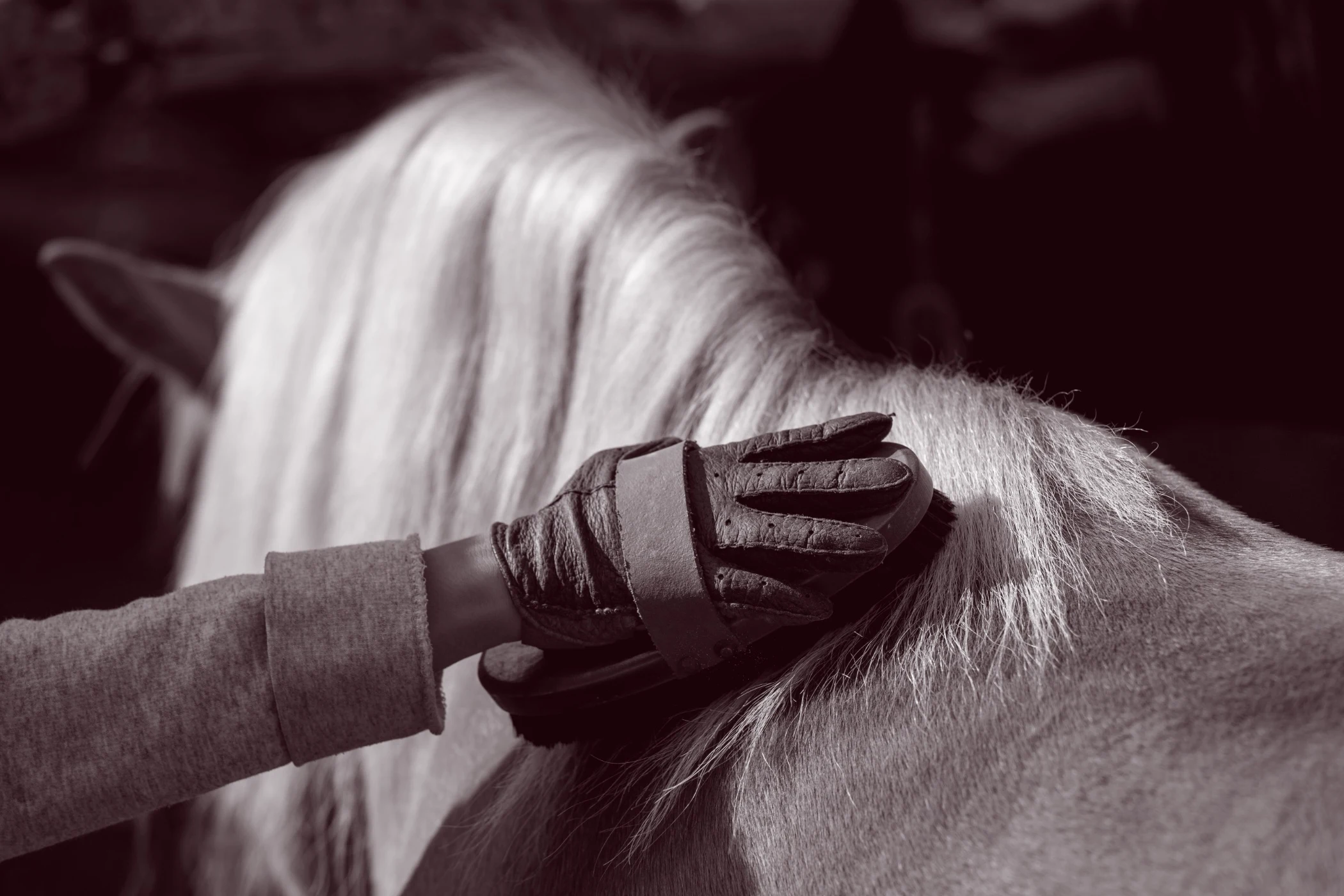 Person wearing a glove grooming a white horse with a brush.
