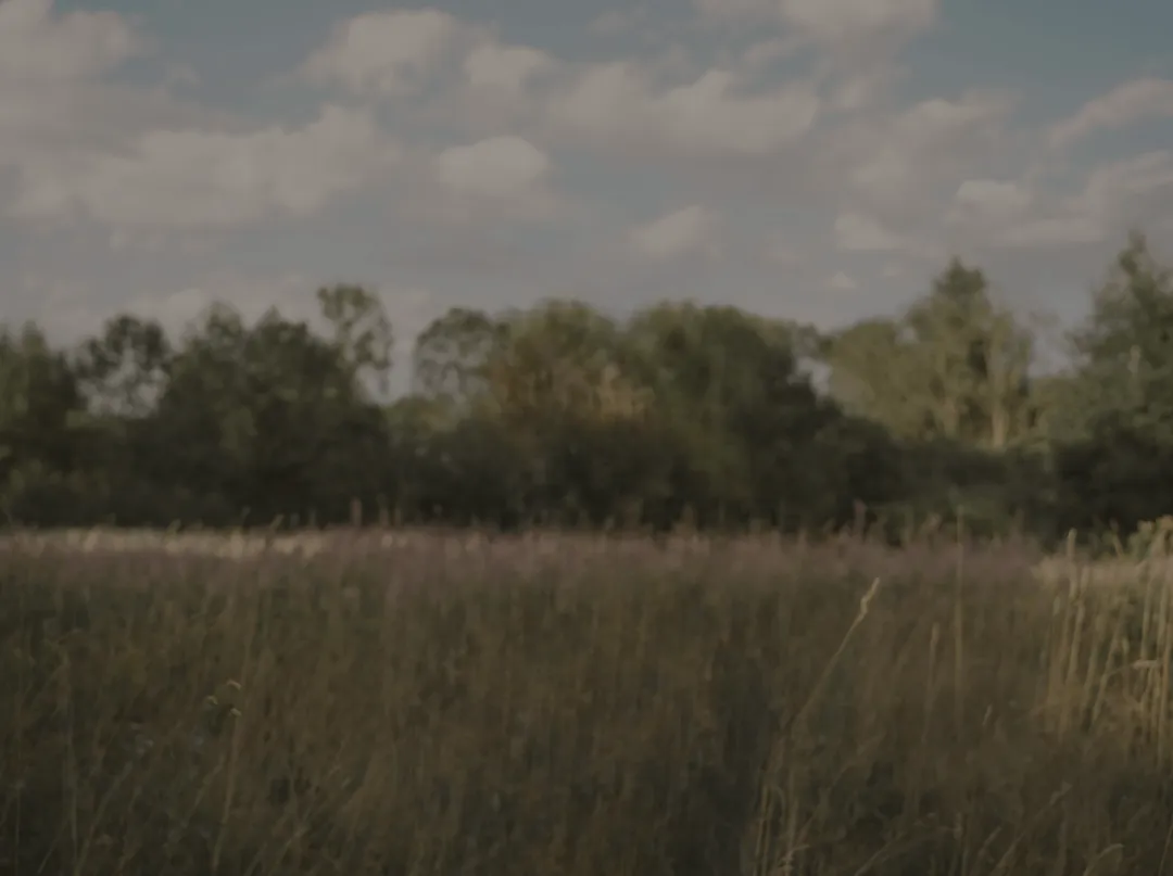 Field of tall grass with trees in the background under a cloudy sky.