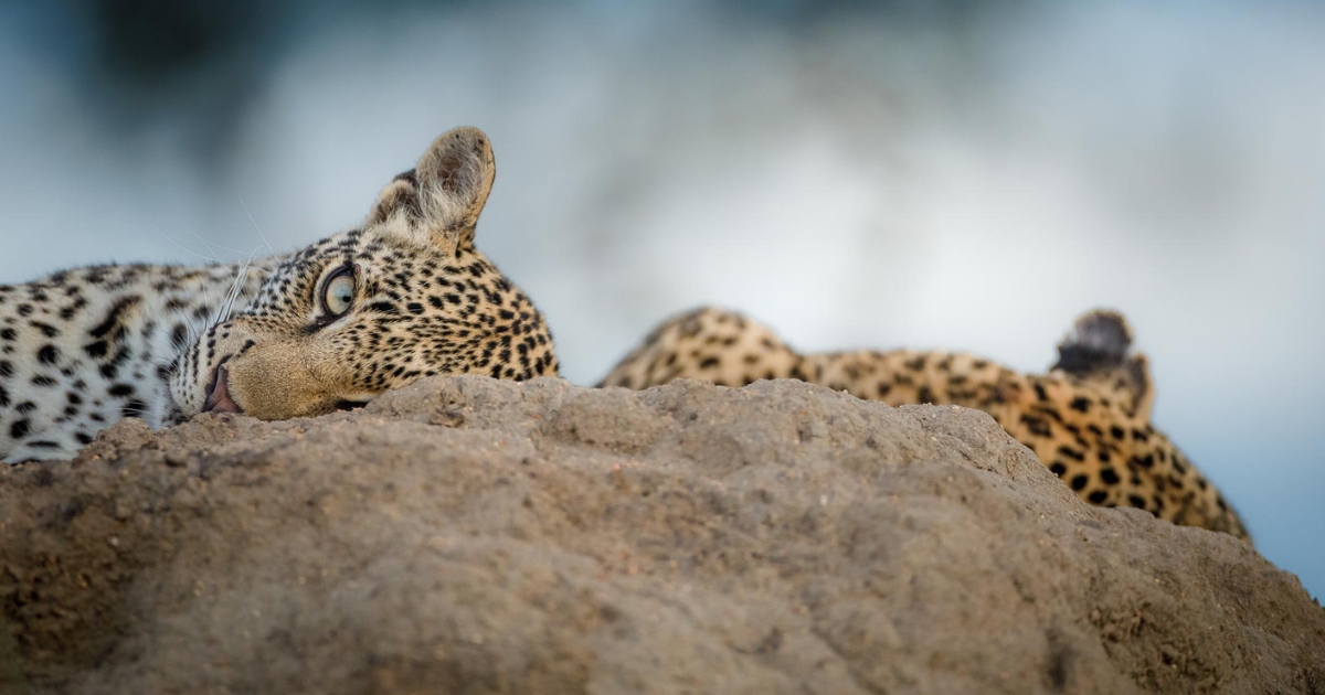 Timbavati Private Nature Reserve