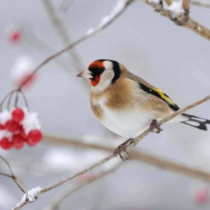 Les 24 et 25 janvier : participez au prochain week-end de comptage des oiseaux avec la LPO France
