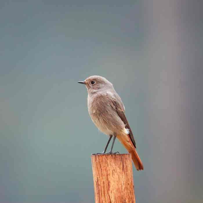 Déclin des oiseaux et effets en cascade : les pesticides pointés du doigt dans une nouvelle étude scientifique
