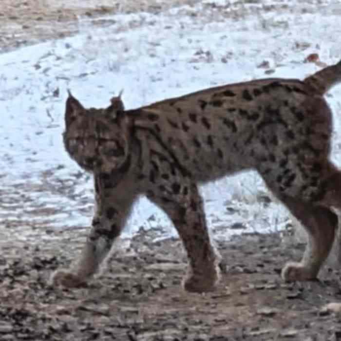 Lynx : dans l’Ain, une femelle victime de braconnage succombe à ses blessures, ses jeunes en danger
