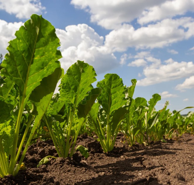 « Duplomb 2 » remet sur la table la réintroduction de pesticides interdits en France