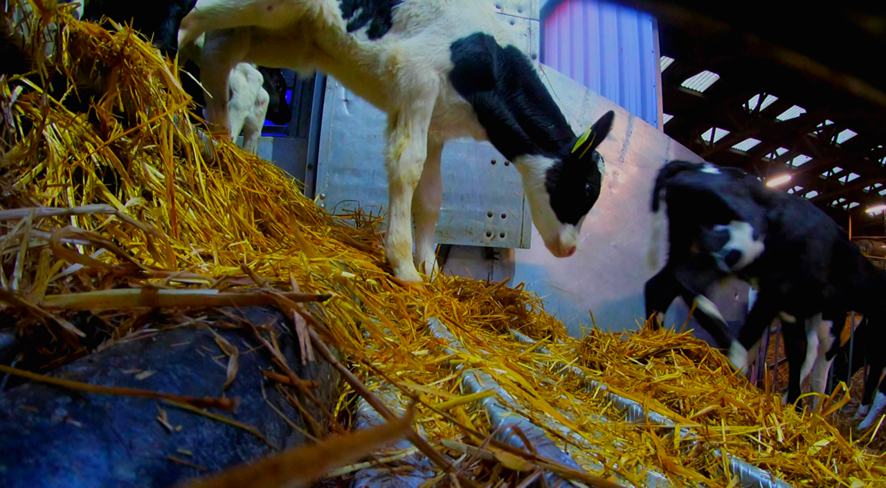 Transport de veaux non sevrés : les associations alertent l’opinion et appellent à la mobilisation