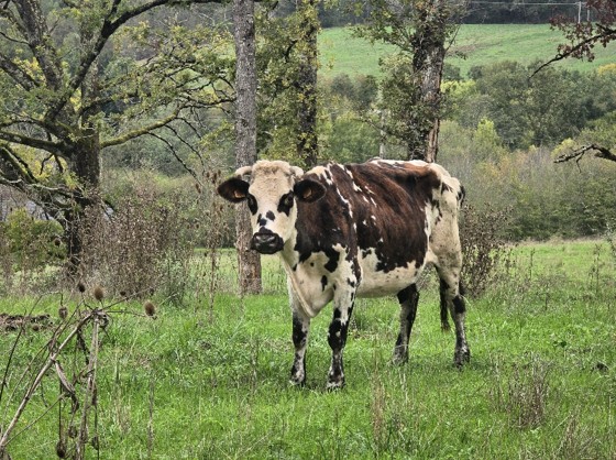 Sauvée de la maltraitance par l’OABA, la vache Angélique pourrait devenir le 3e animal dont la retraite est financée par les gouttes d’eau