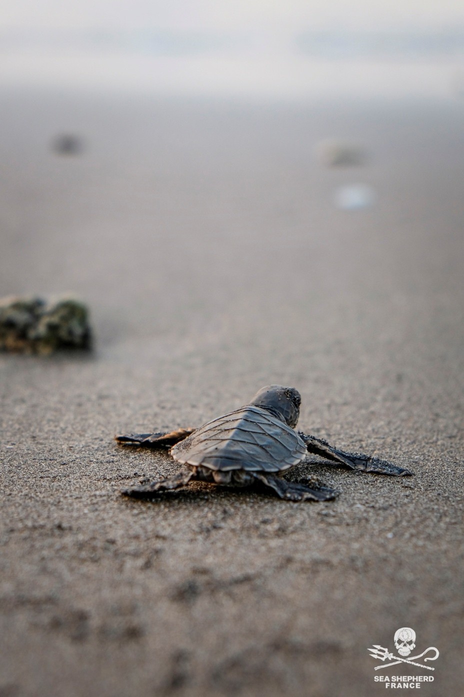 À Mayotte, l’opération Nyamba de Sea Shepherd protège les tortues marines du braconnage