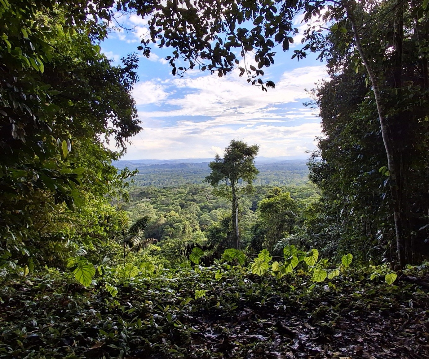 Arutam Zéro Déforestation : protéger la forêt et les peuples autochtones grâce aux gouttes d’eau