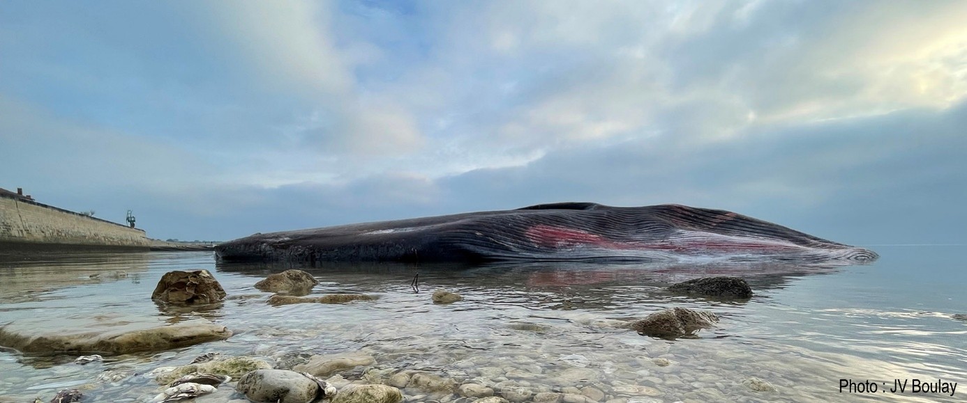 Mort d’un rorqual commun sur l’île de Ré : que sait-on des causes et des menaces pesant sur les cétacés ?