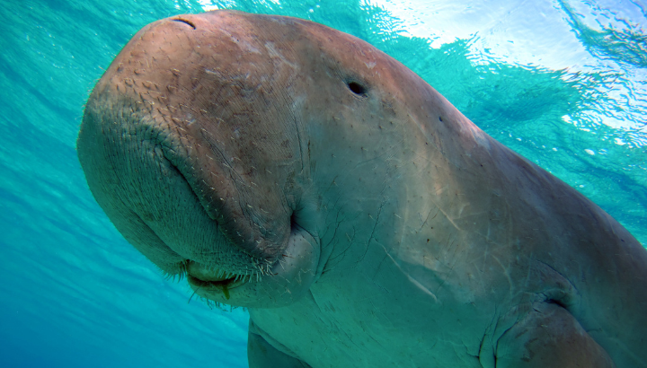 Biodiversité et climat : une nouvelle étude révèle le rôle surprenant des dugongs dans la lutte contre le changement climatique