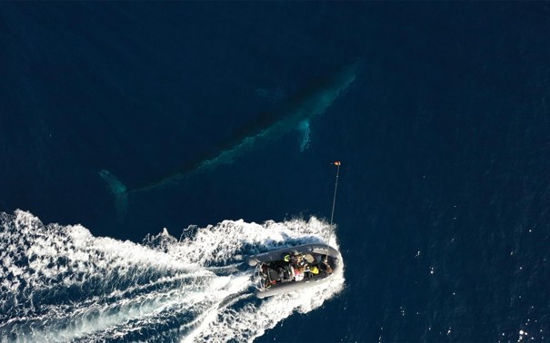 Localiser les baleines en temps réel : des technologies en test en Méditerranée, avec WWF France