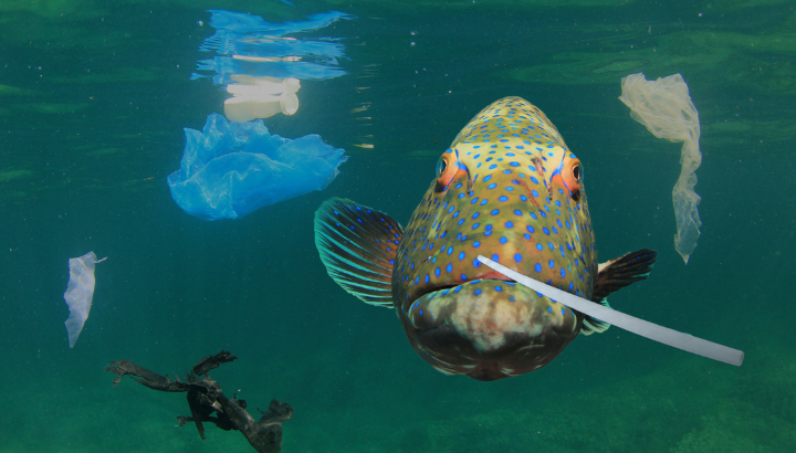 Pollution plastique : l'Ocean Academy vous convie à 20h à une conférence en direct pour mieux comprendre et protéger l'océan