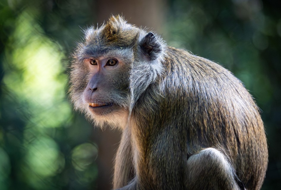 Projet de centre d’élevage de primates pour la recherche : qui financera leur retraite ? L’alerte du GRAAL