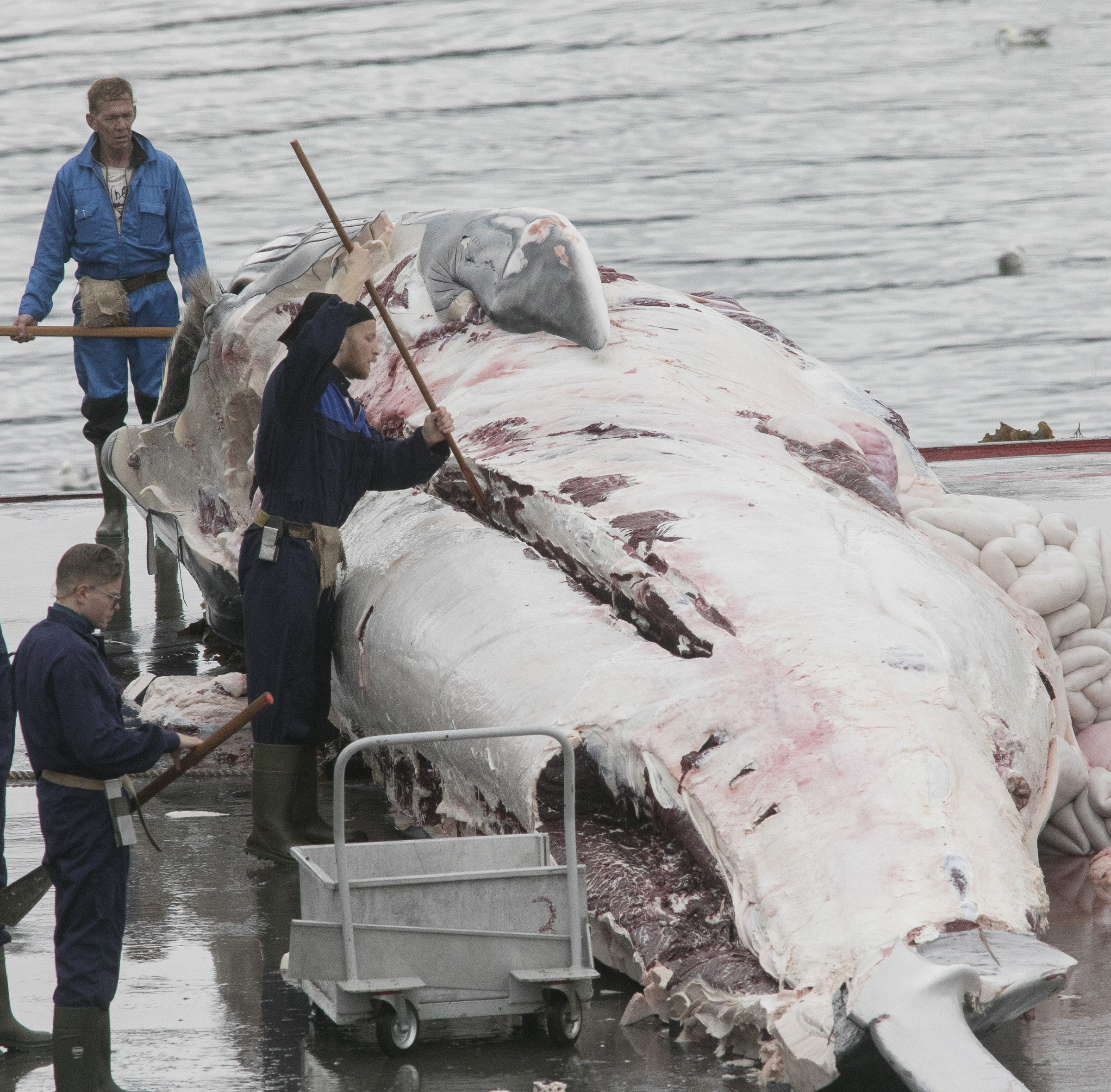 Après deux ans de répit, la chasse à la baleine va reprendre en Islande
