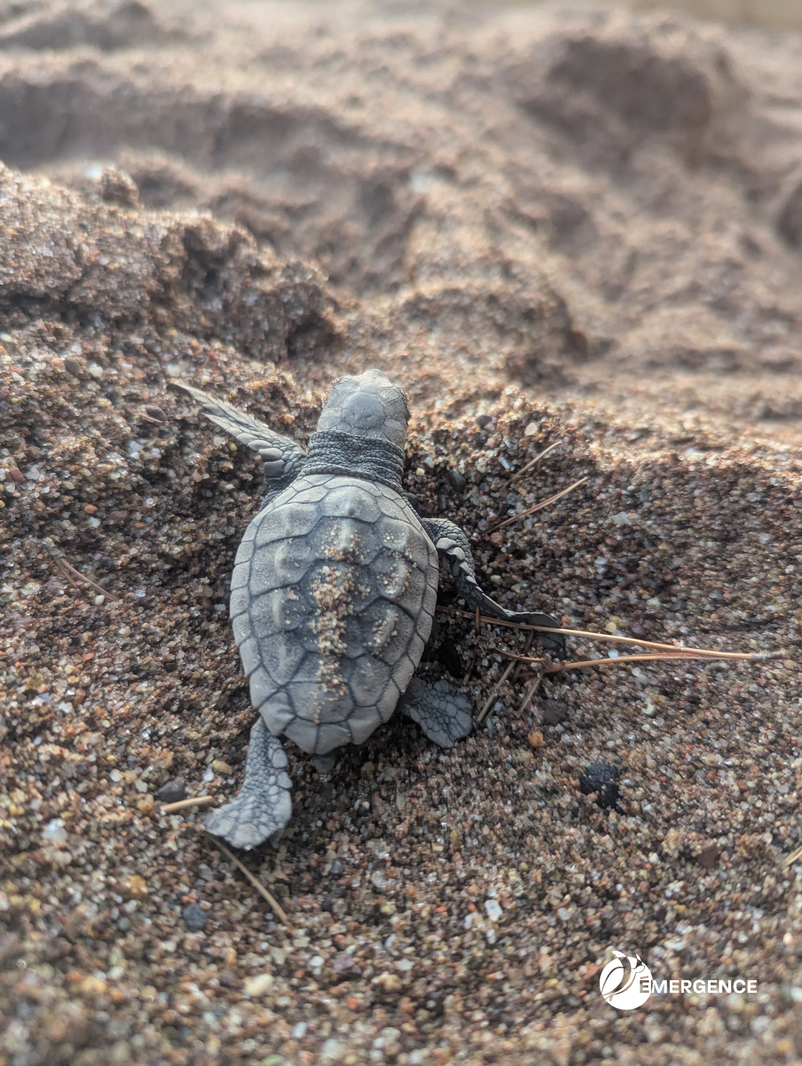 À Agay, l’orage aurait pu leur être fatal : près de 140 bébés tortues sauvés in extremis
