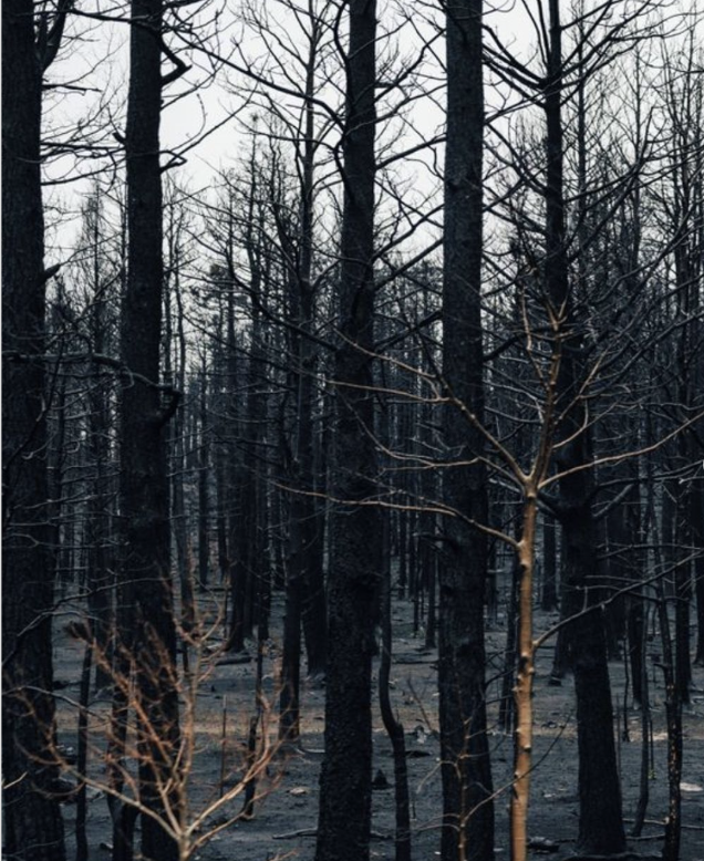 Après l’incendie, laisser faire la nature : le parti pris de l’Association Etats Sauvages