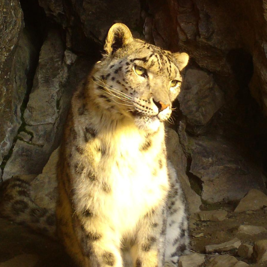 OSI-Panthera