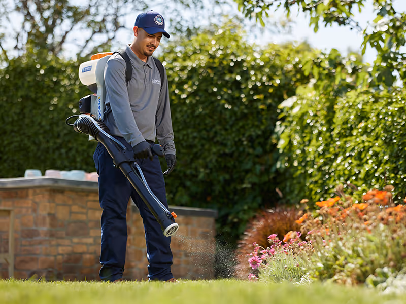 mosquito spraying at a california home