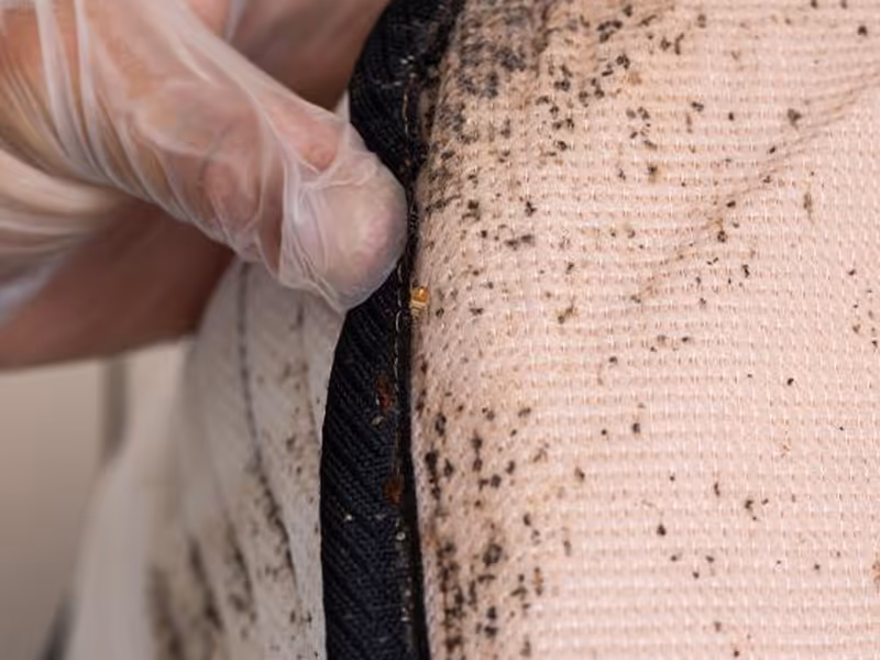 california bed bug control