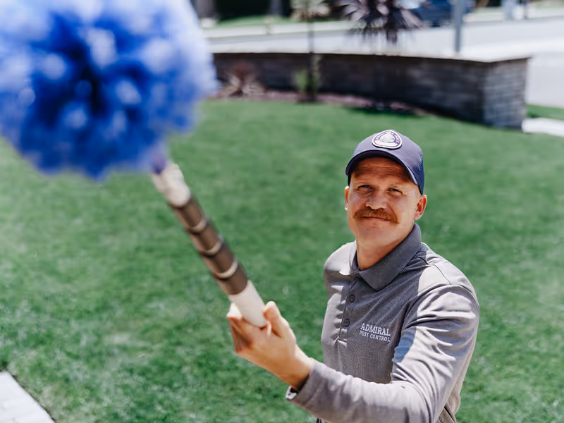 sweeping webs off of a ca home