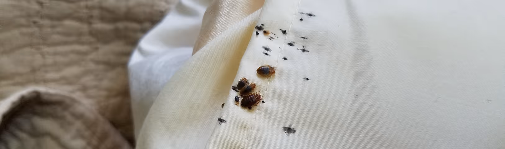 bed bugs found in an orange county california home