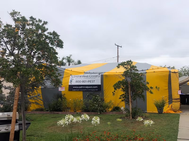 home in ca being fumigated for bed bugs