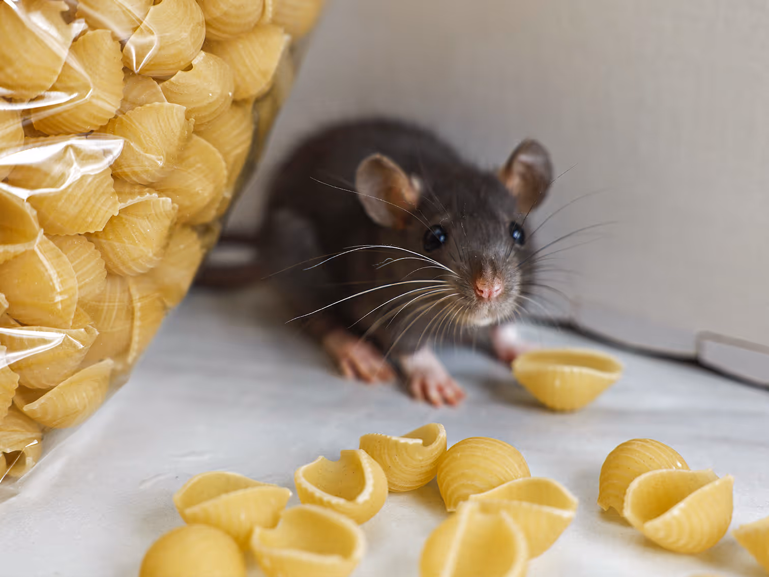 rat found in a los angeles home
