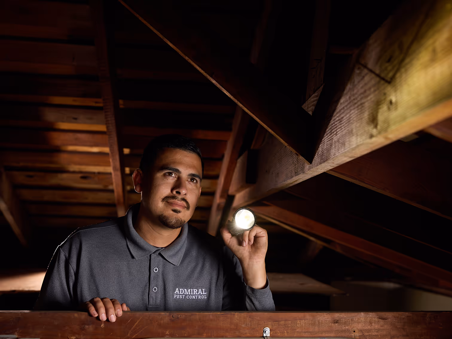 inspecting for termites in a bellflower ca home