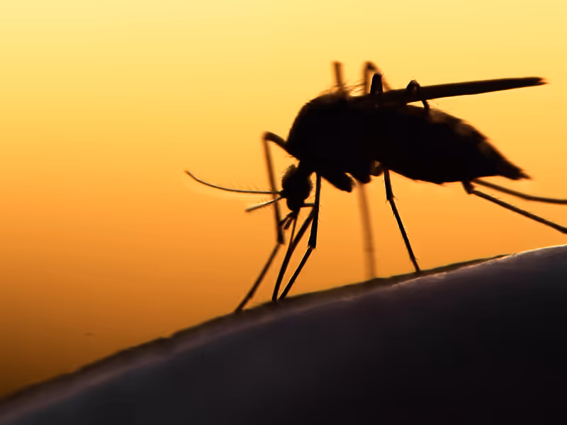 mosquito with yellow background