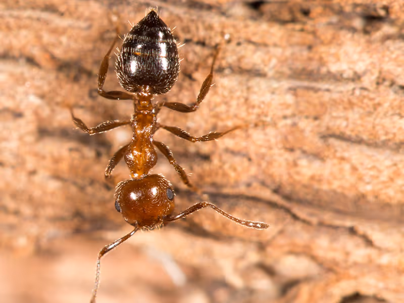 ant resting on wood 