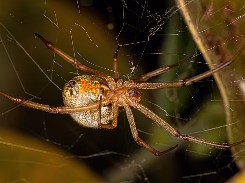 brown widow spider in web