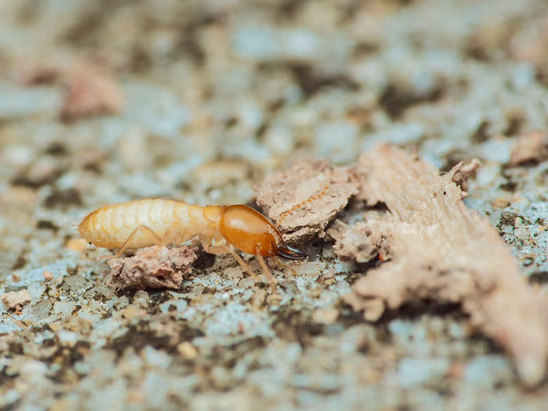 termite crawling on ground