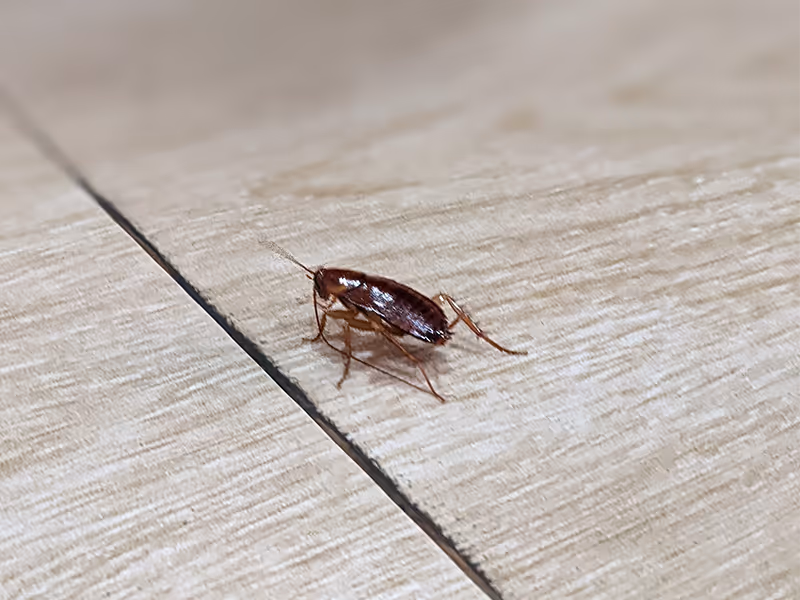 cockroach on floor