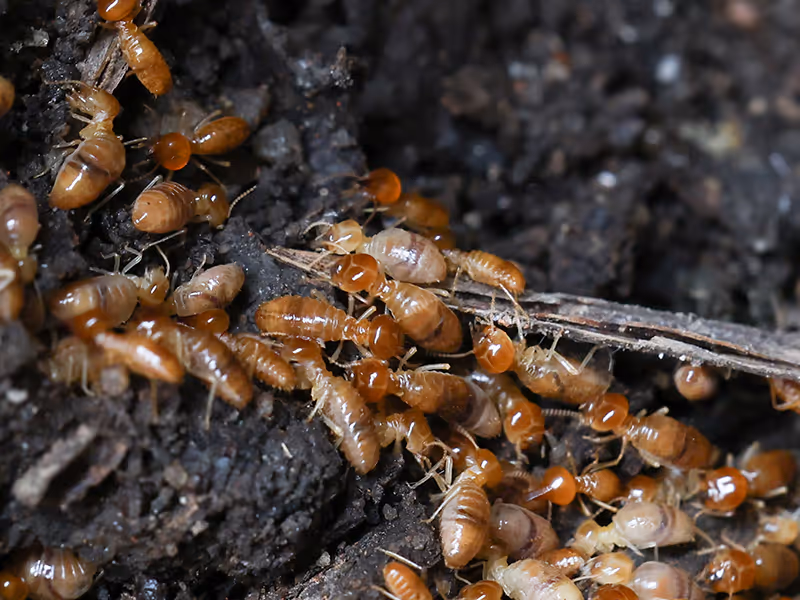 termites on ground