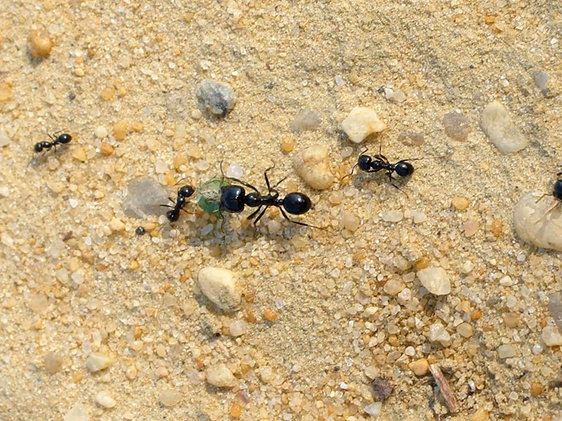 ants crawling on ground