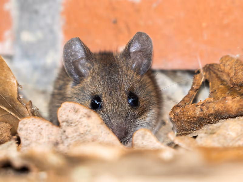 mouse in leaves