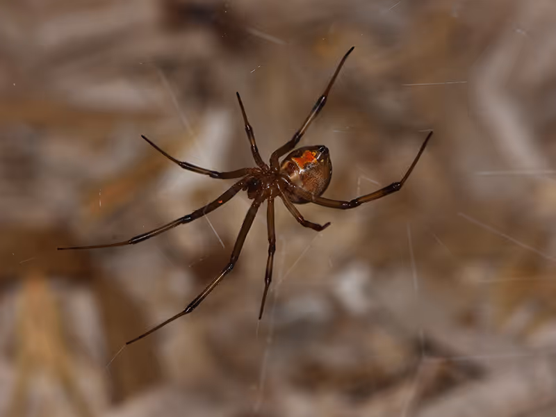 brown widow spider