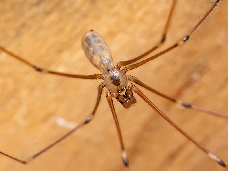 close up of cellar spider