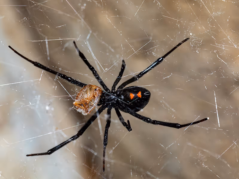 black widow spider in web