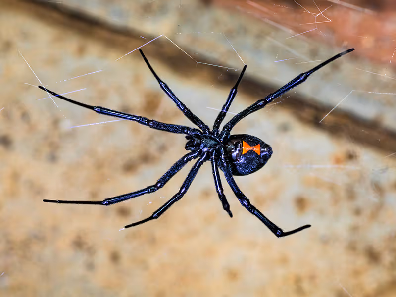 black widow spider in web