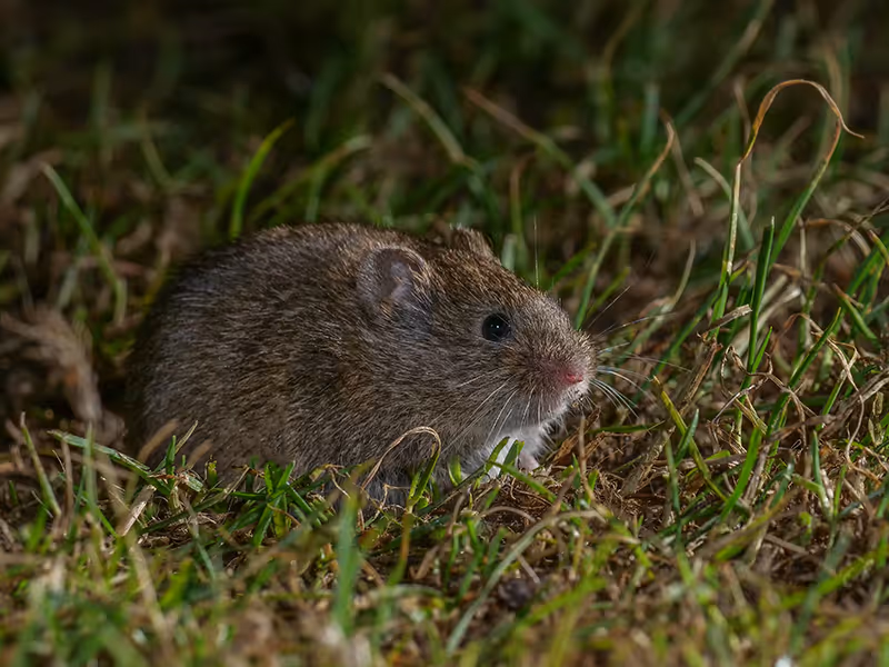 mouse at night