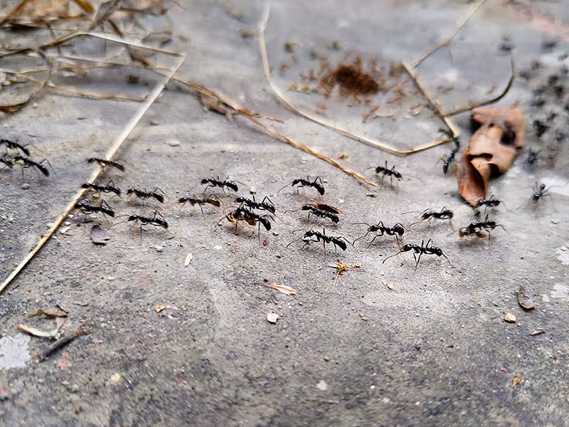 ants crawling in a line