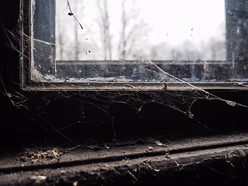 spider web on window sill