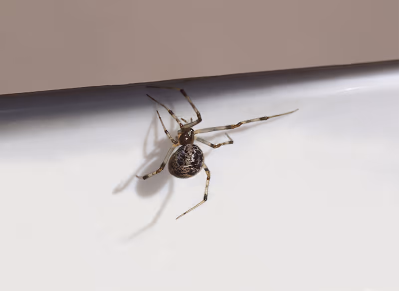 common house spider