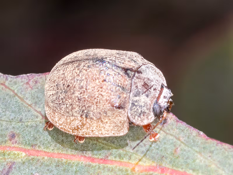 eucalyptus beetle on leaf