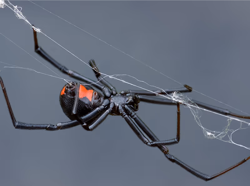 black widow spider in web