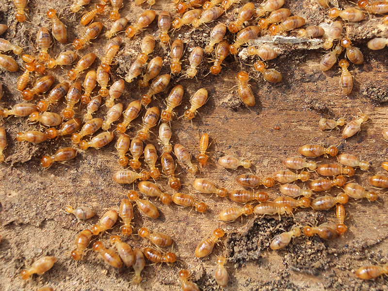 termites