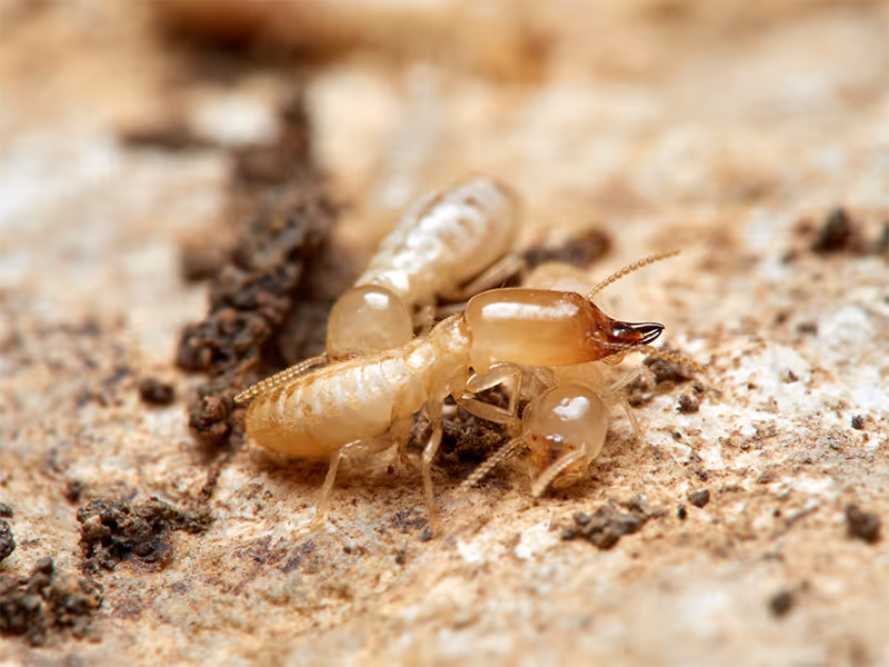 close up of termite